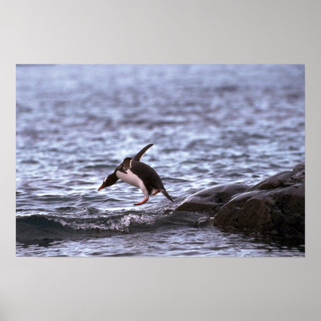 Póster Gentoo Penguin Pulando Na Água (Frente)
