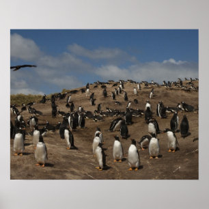Póster Gentoo Penguin (Pygoscelis papua) colony on West