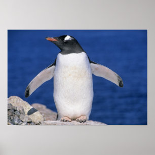 Póster Gentoo Penguin Pygoscelis papua) Porto