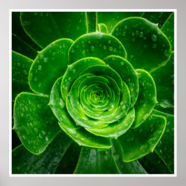 Poster Geometria da Natureza — Perfeição Suculenta