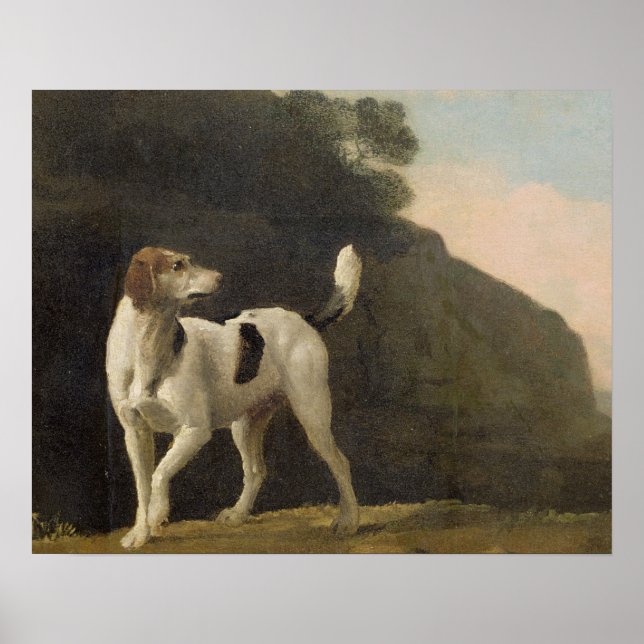 Poster George Stubbs | A Foxhound, c.1760 (óleo em papel  (Frente)