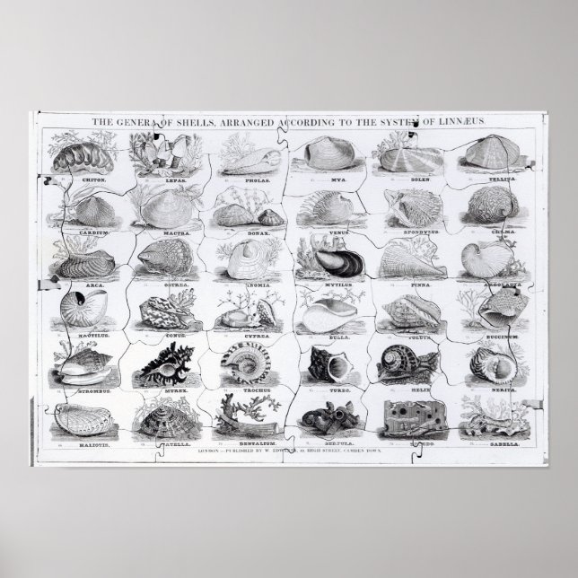 Póster Gera de Shells jigsee, pub. por W. Edwards (Frente)