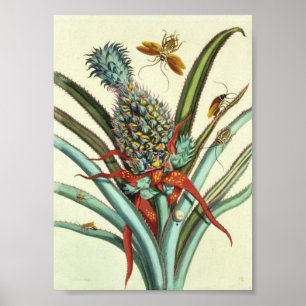 Póster Gerações Insetas Placa 1