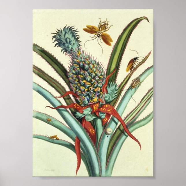 Póster Gerações Insetas Placa 1 (Frente)