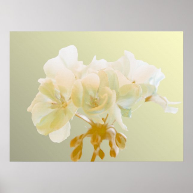 Poster Gerânio Amarelo (Frente)