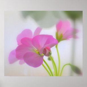 Póster Gerânio cor-de-rosa