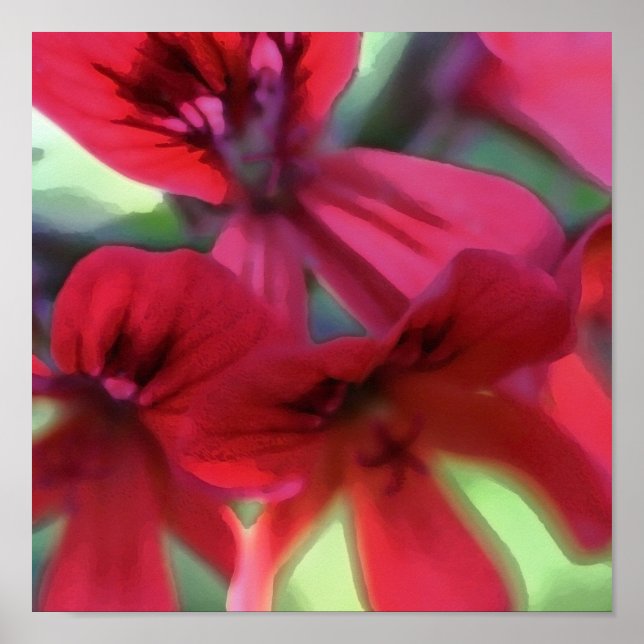 Poster Gerânio pintado (Frente)