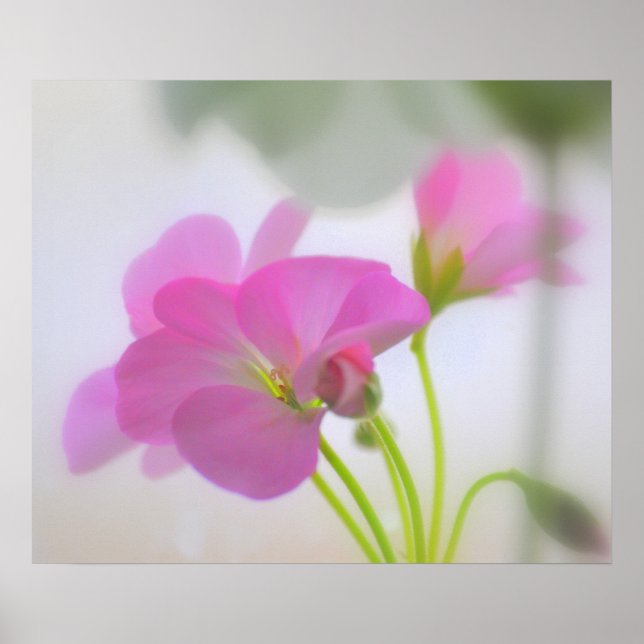 Póster Gerânios Rosa (Frente)
