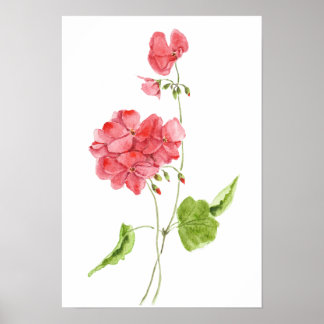 Poster gerânios vermelhos flores aquarela