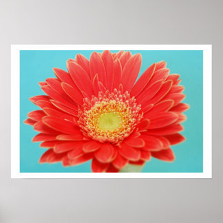 Póster Gerber Daisy