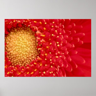 Póster Gerber Daisy