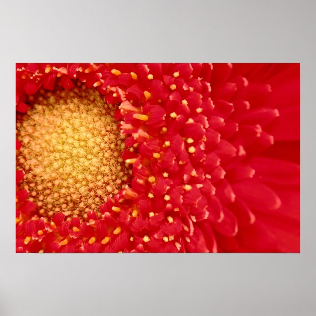 Póster Gerber Daisy (Frente)