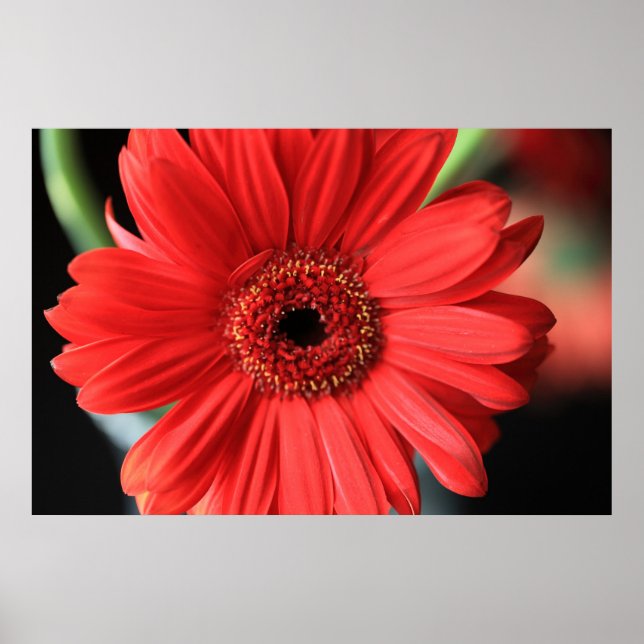 Póster Gerbera (Frente)