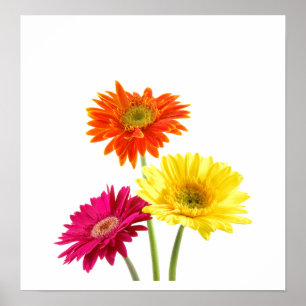 Poster Gerbera Daisies