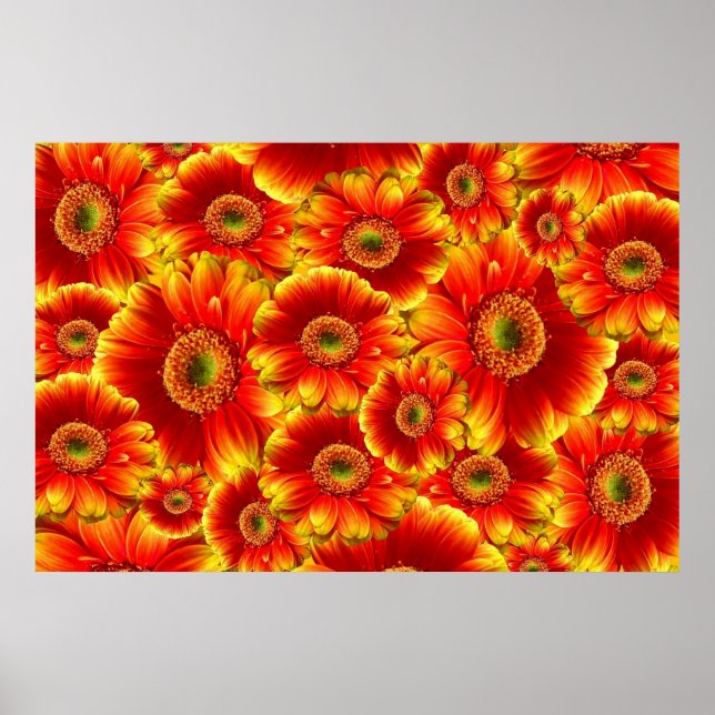 Póster Gerbera Daisies Amarelo e Laranja (Frente)