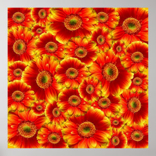 Póster Gerbera Daisies Amarelo e Laranja