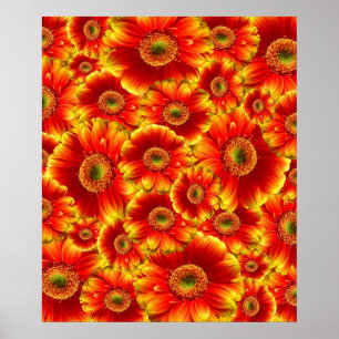 Póster Gerbera Daisies brilhante