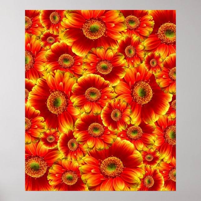 Póster Gerbera Daisies brilhante (Frente)