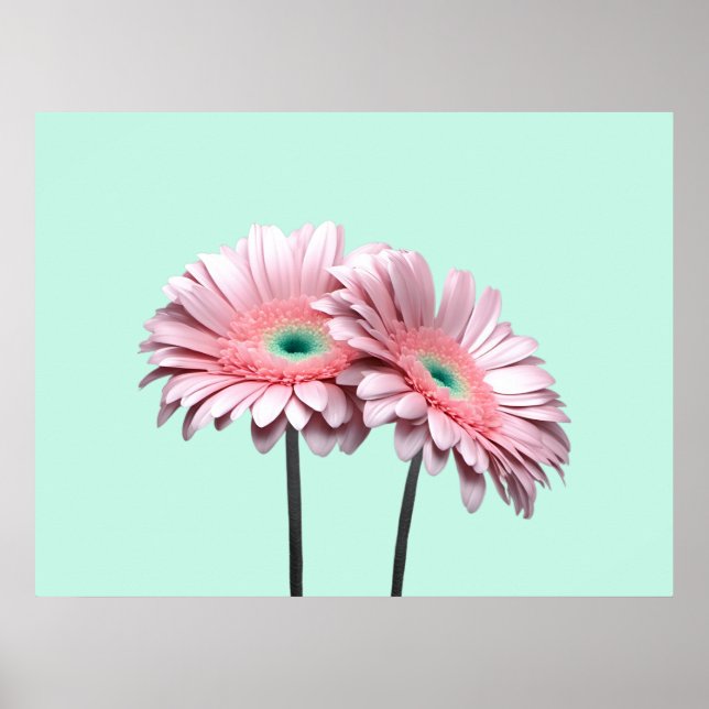Poster Gerbera Daisies rosa (Frente)