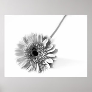 Poster Gerbera Daisy