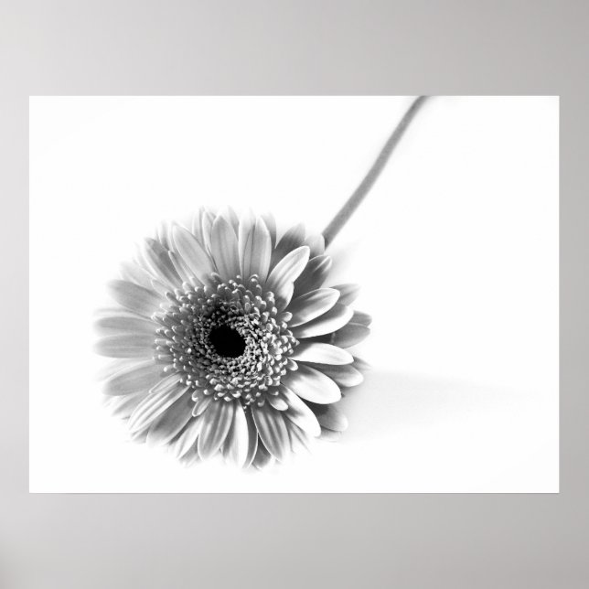 Poster Gerbera Daisy (Frente)