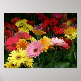 Póster Gerbera Daisy