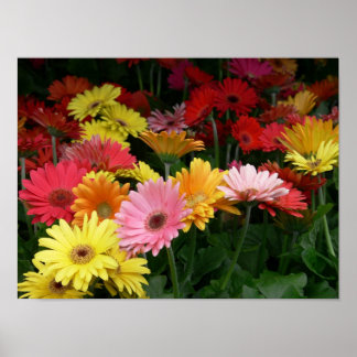Póster Gerbera Daisy