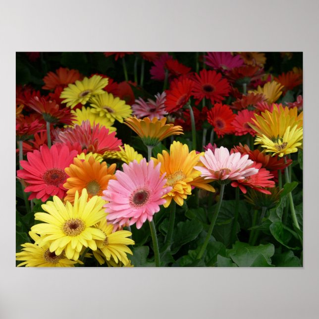 Póster Gerbera Daisy (Frente)