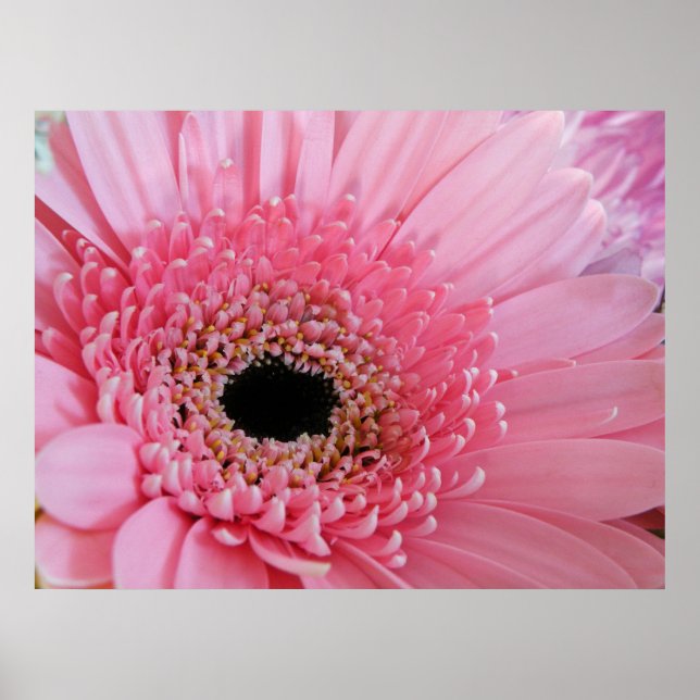 Póster Gerbera Daisy (Frente)