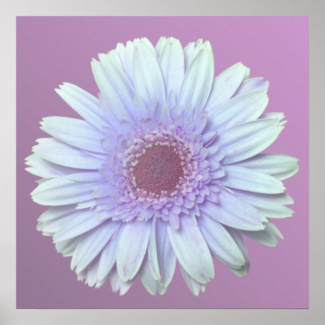 Póster Gerbera Daisy (Frente)