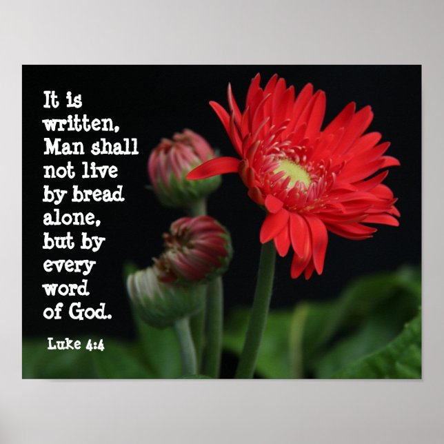 Póster Gerbera Daisy com Verso de Escritura (Luke 4:4) (Frente)