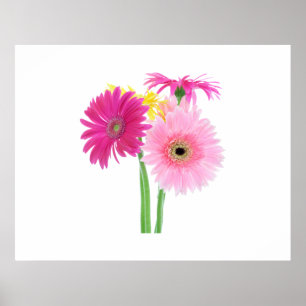 Póster Gerbera Daisy Flowers