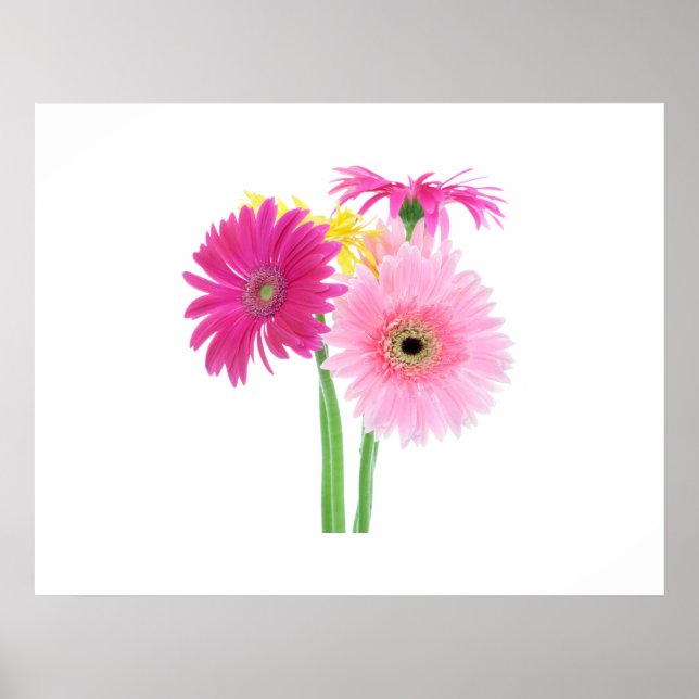 Póster Gerbera Daisy Flowers (Frente)