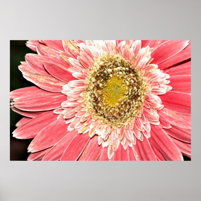 Póster Gerbera Daisy Poster, Versão B (Frente)