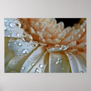 Póster Gerbera do pêssego
