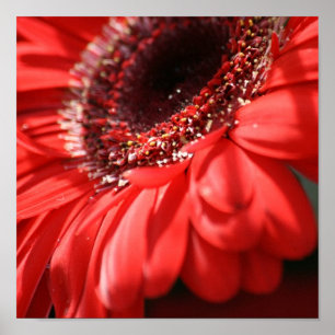 Poster Gerbera encarnado