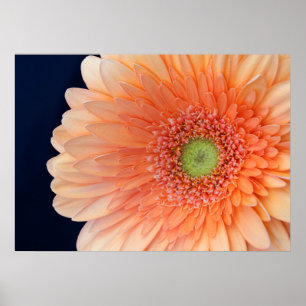 Poster Gerbera Pêssego