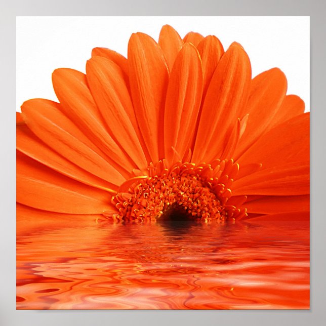 Poster gerbera vermelha na água (Frente)