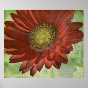 Póster Gerbera vermelho