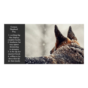 Póster German shepherd