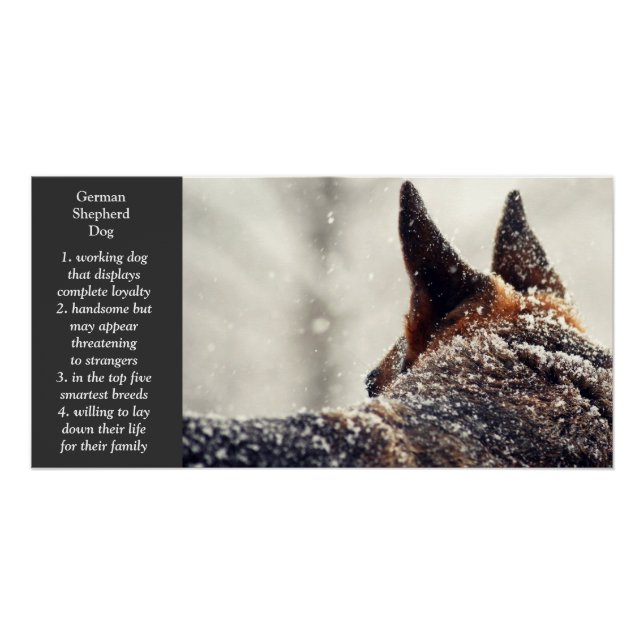 Póster German shepherd (Frente)