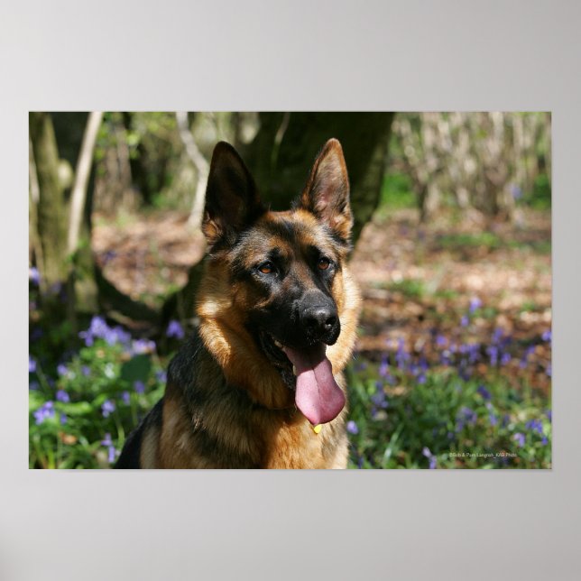 Póster German shepherd (Frente)