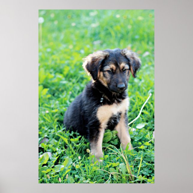 Poster German shepherd (Frente)
