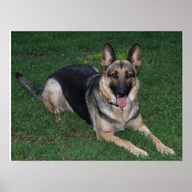 Poster german shepherd (Frente)
