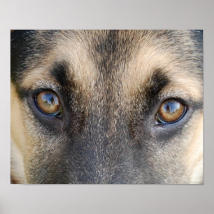 Poster German shepherd