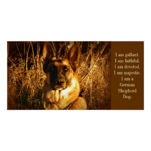 Póster German shepherd