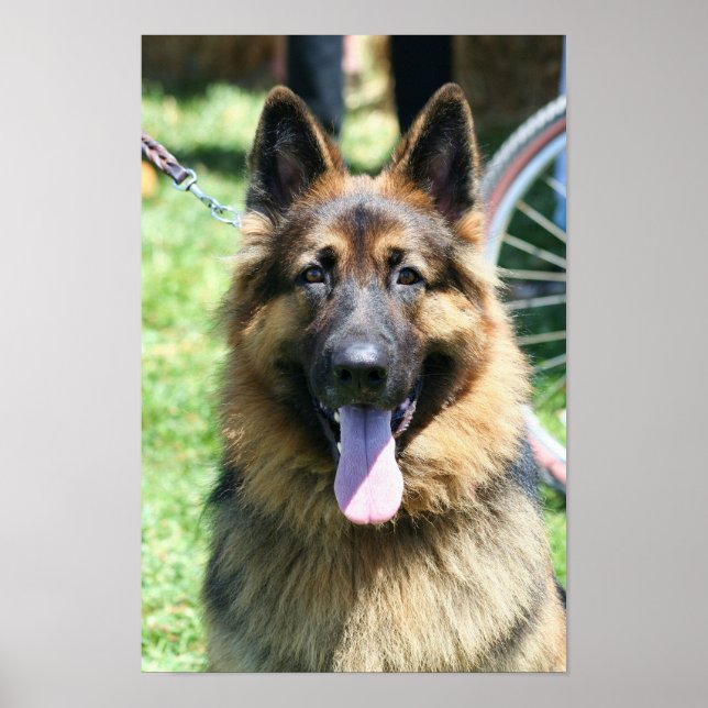 poster german shepherd (Frente)