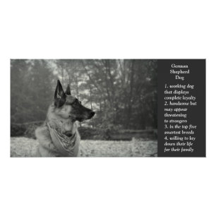 Póster German shepherd