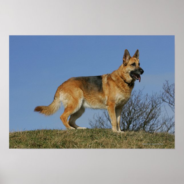 Póster German shepherd 2 De Cabelo Longo Marrom (Frente)