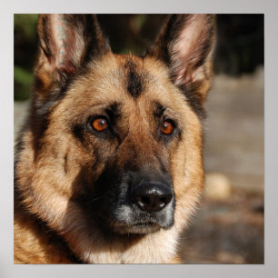 Poster German shepherd alerta